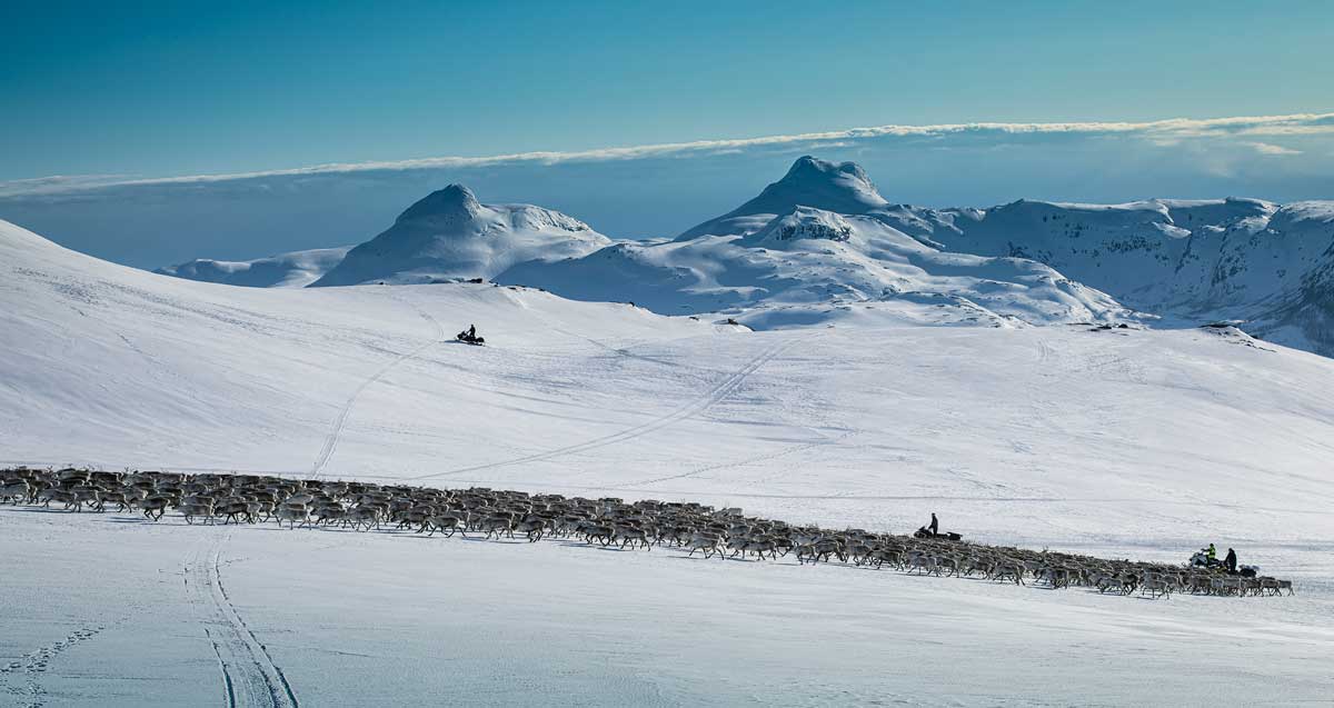 Flyttdag-2-vesterfjellan reinsflytting vesterfjellan nordland